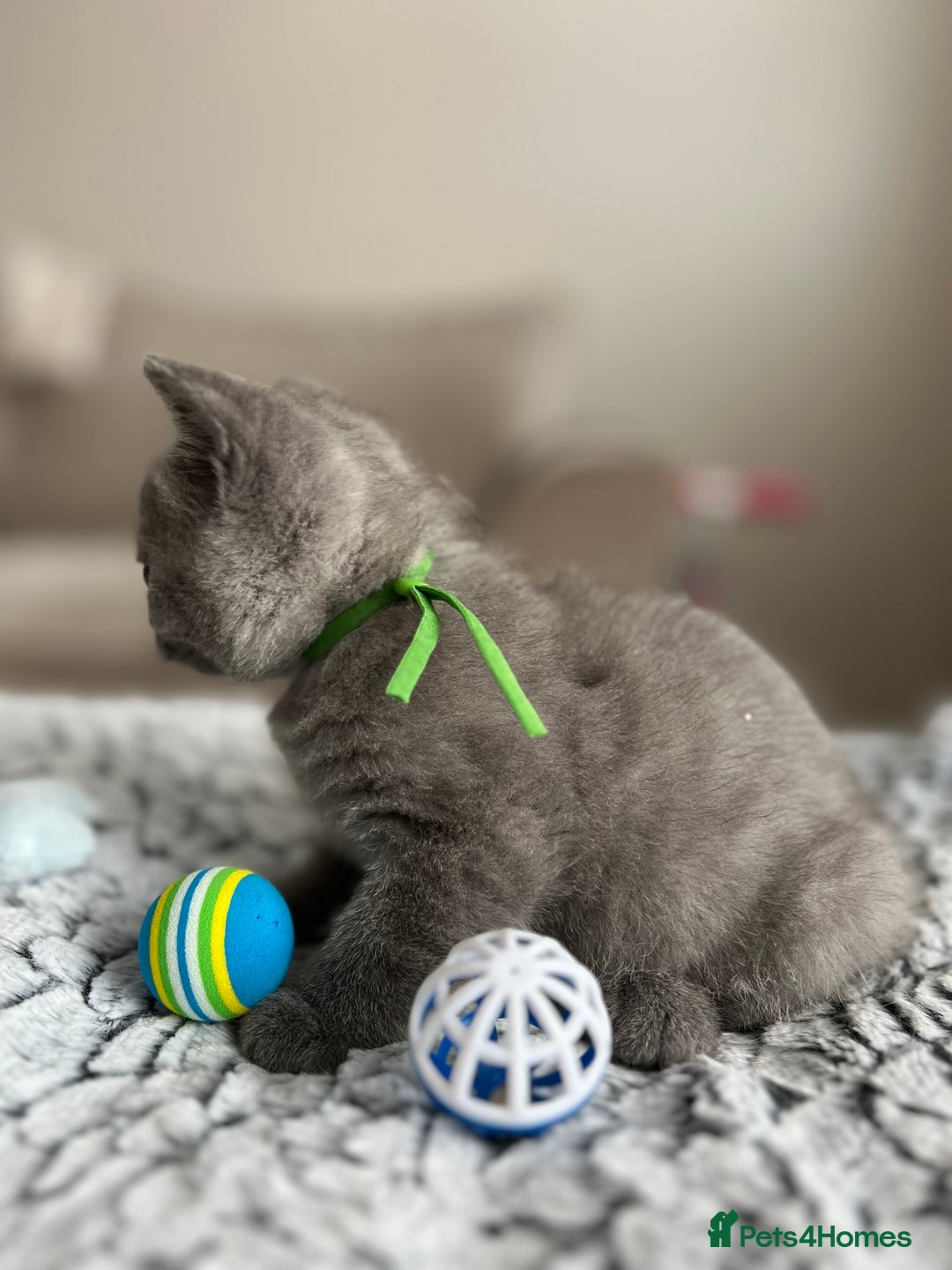 British Shorthair cats for sale: Beautiful British Shorthair Kittens - Image 10