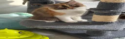 British Longhair cats for sale: Available now 😻 British Longhair kittens - TICA  - Advert 14
