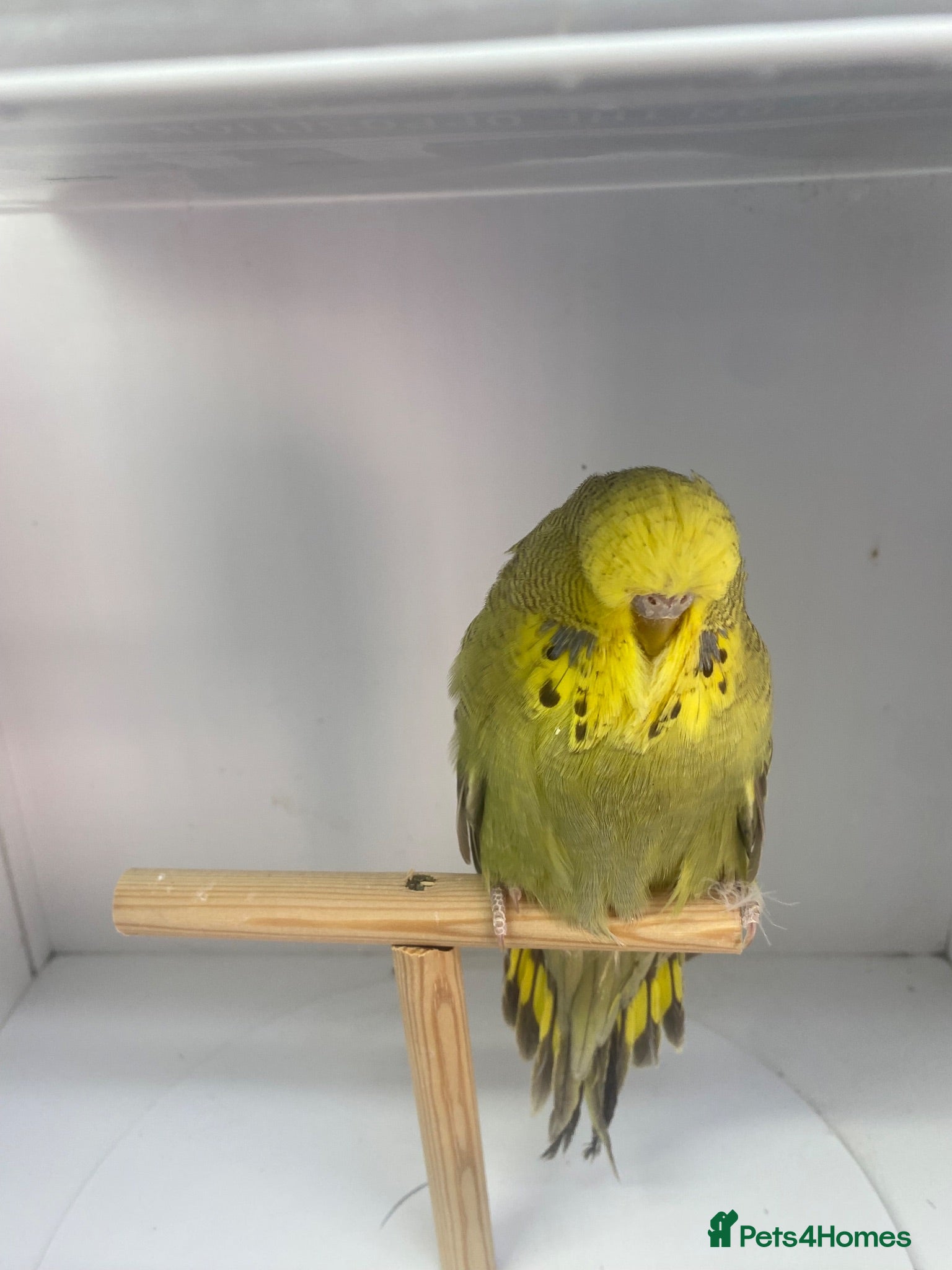 Budgerigars birds Baby Budgies - Advert 10