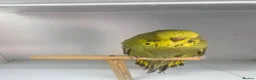 Budgerigars birds for sale: Baby Budgies - Advert 1