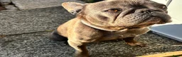 French Bulldog dogs for sale: 4 year old French bulldog - Advert 4