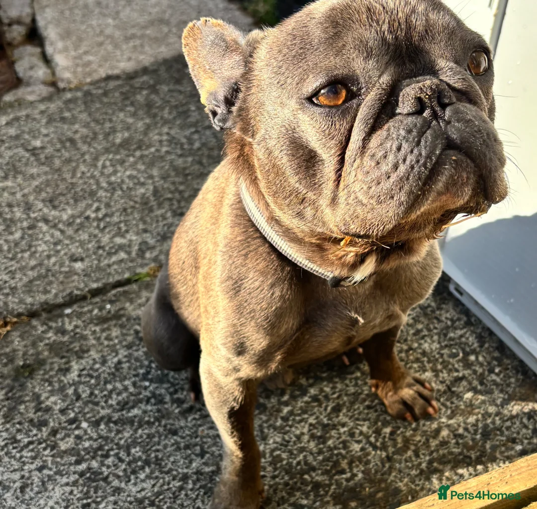 French Bulldog dogs for sale: 4 year old French bulldog - Advert 4