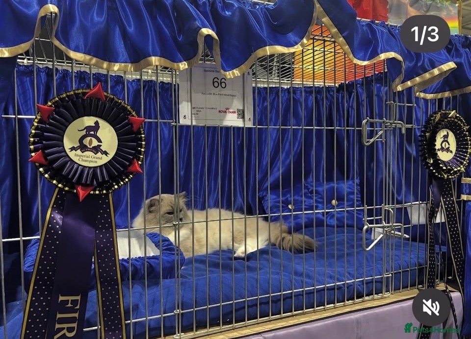 Ragdoll cats 🏆grand champion bloodline gccf  🏆🏆 - Advert 6