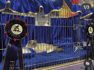 Ragdoll cats 🏆grand champion bloodline gccf 🏆🏆 - Advert 6