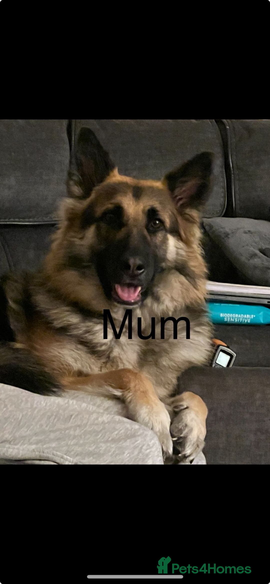 German Shepherd dogs for sale: German shepherd puppies  - Advert 7