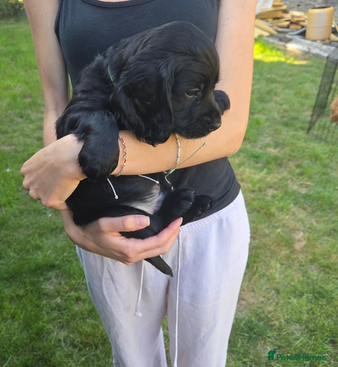 Cocker Spaniel dogs for sale: Working cocker spaniel pups - Image 9
