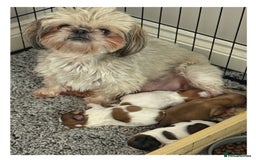 Shih Tzu dogs for sale: Imperial Shih Tzu - Image 7