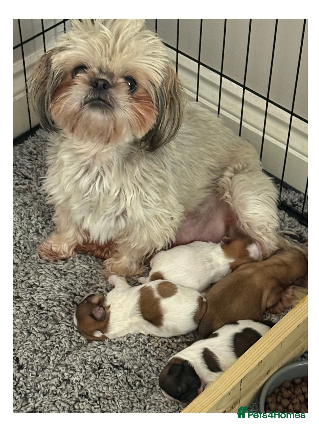 Shih Tzu dogs for sale: Imperial Shih Tzu - Image 7