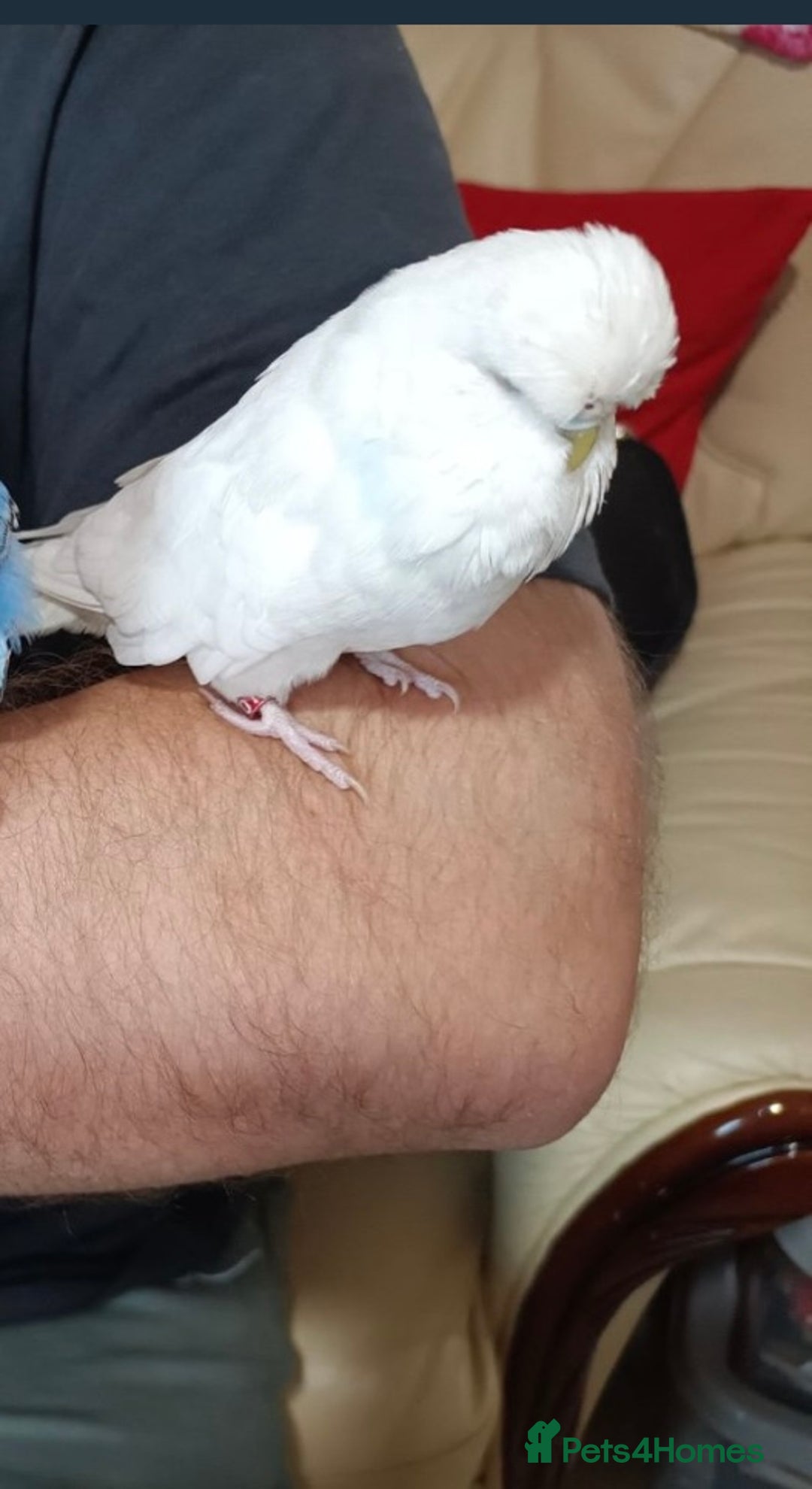 Mixed Breed birds for sale: Budgies  - Advert 3