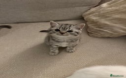 British Shorthair cats for sale: Reduced BSH kittens a few left !!! Going cheap  - Image 3