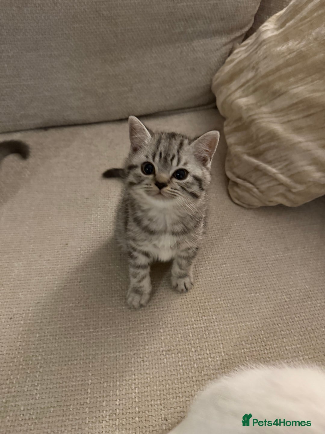 British Shorthair cats for sale: Reduced BSH kittens a few left !!! Going cheap  - Image 3