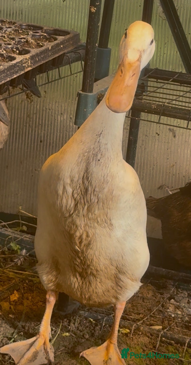 Ducks poultry Indian Runner Eggs - Advert 3