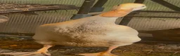 Ducks poultry for sale: Indian Runner Eggs - Advert 1