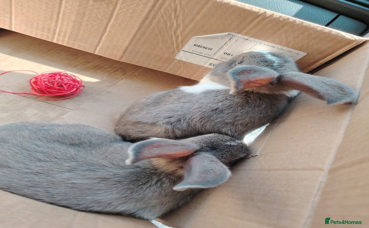 Netherland Dwarf rabbits - Advert 3