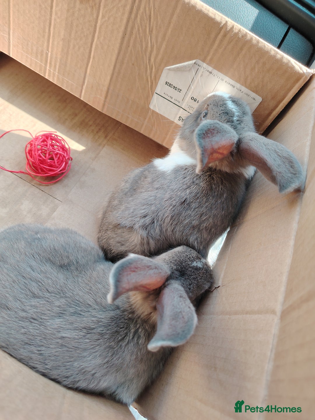 Netherland Dwarf rabbits for sale: Grey and while bunny left  - Image 1