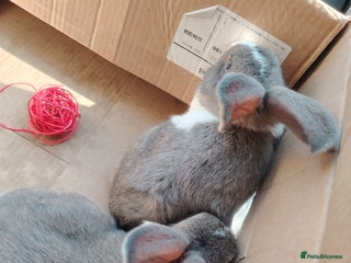 Netherland Dwarf rabbits - Advert 17