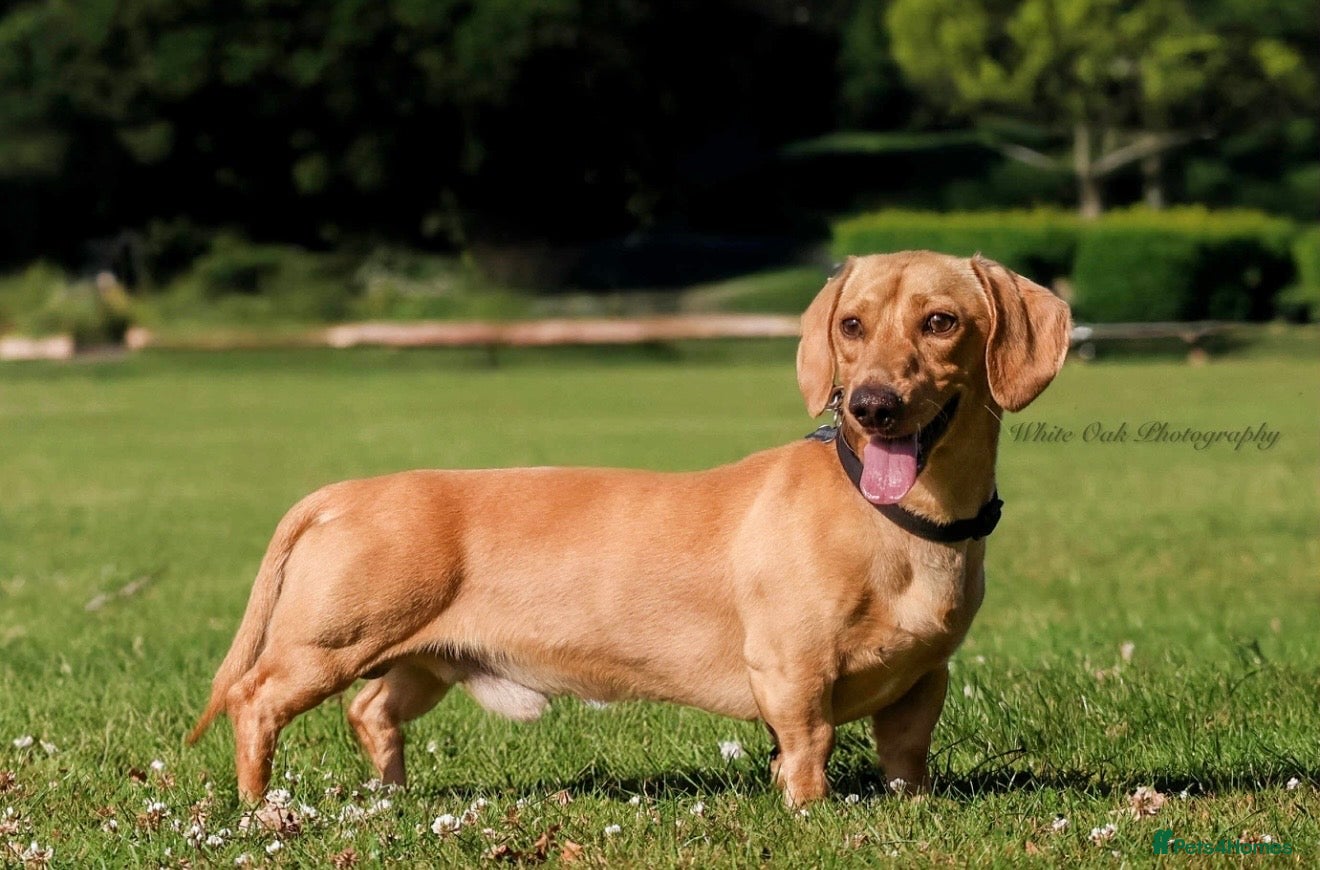 Miniature Dachshund dogs Minature dachound stud  - Advert 3