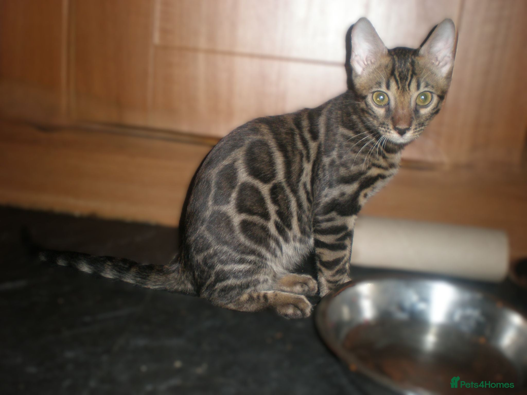 Bengal cats 5 Beautiful Bengal Kittens - Advert 2