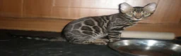 Bengal cats for sale: 5 Beautiful Bengal Kittens Ready Now  - Advert 3