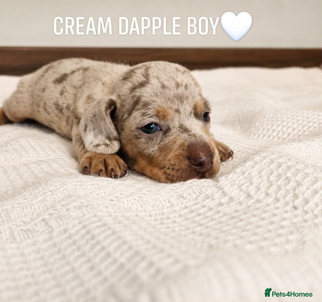 Miniature Dachshund dogs Beautiful daschund babys ❤️❤️ - Advert 11