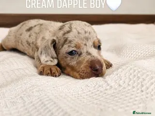 Miniature Dachshund dogs Beautiful daschund babys ❤️❤️ - Advert 11