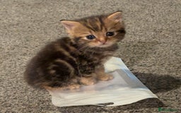 Mixed Breed cats for sale: 6 British Shorthair cross kittens  - Image 4