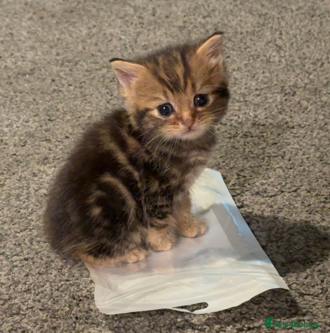Mixed Breed cats for sale: 6 British Shorthair cross kittens  - Image 4