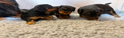 Cavalier King Charles Spaniel dogs for sale: Kc registered Cavalier King Charles puppies  in Chesterfield - Advert 3