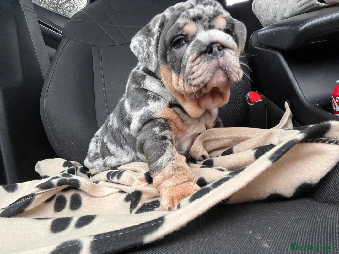 English Bulldog dogs for stud: Blue, Lilac & Tan Merle British Bulldog |STUD ONLY - Advert 14