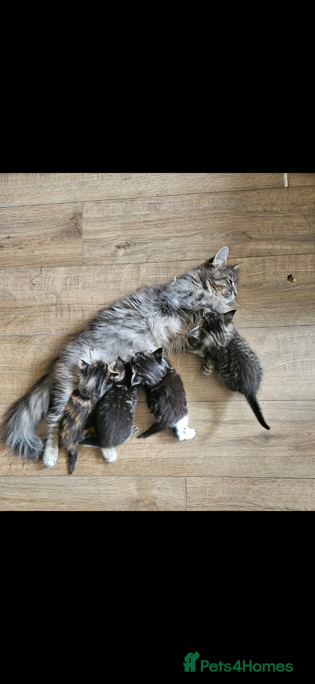 Maine Coon cats for sale: Maine Coon kittens - no papers - Advert 2
