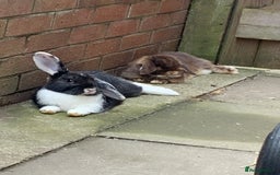 Mini Lop rabbits for sale: 3 buns for sale - Image 5
