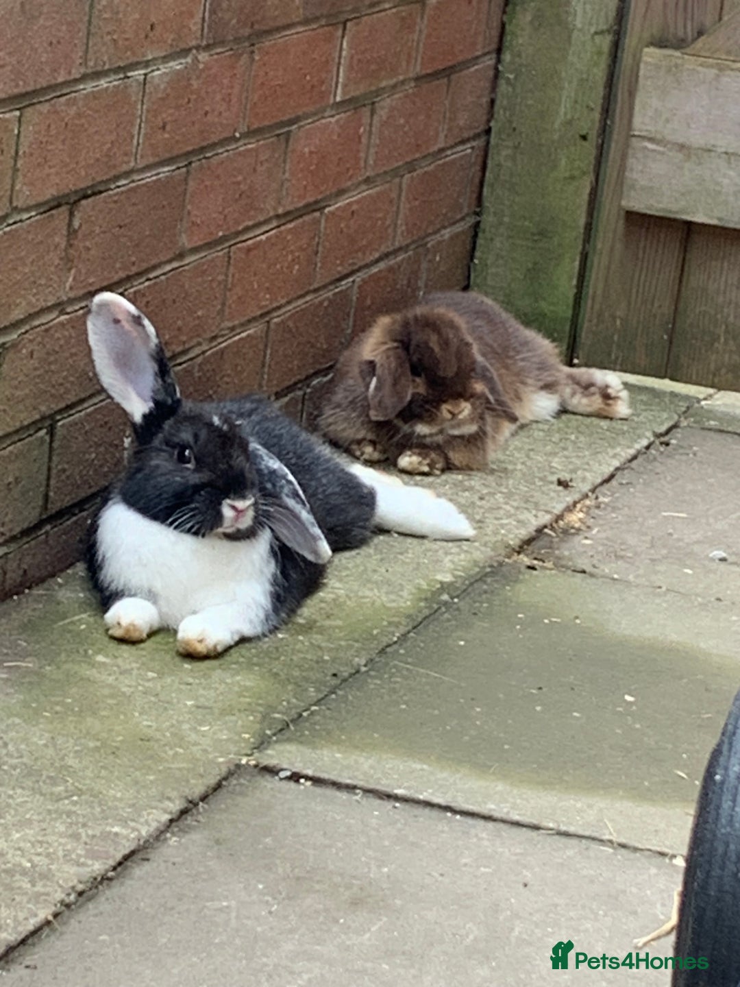 Mini Lop rabbits for sale: 3 buns for sale - Image 5