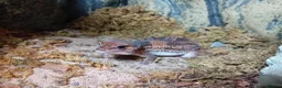Gecko reptiles for sale: African fat tail gecko plus full set up in Poole - Advert 7