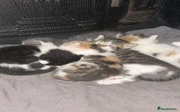 Mixed Breed cats for sale: 5 beautiful, inquisitive fluffy kittens - Image 18