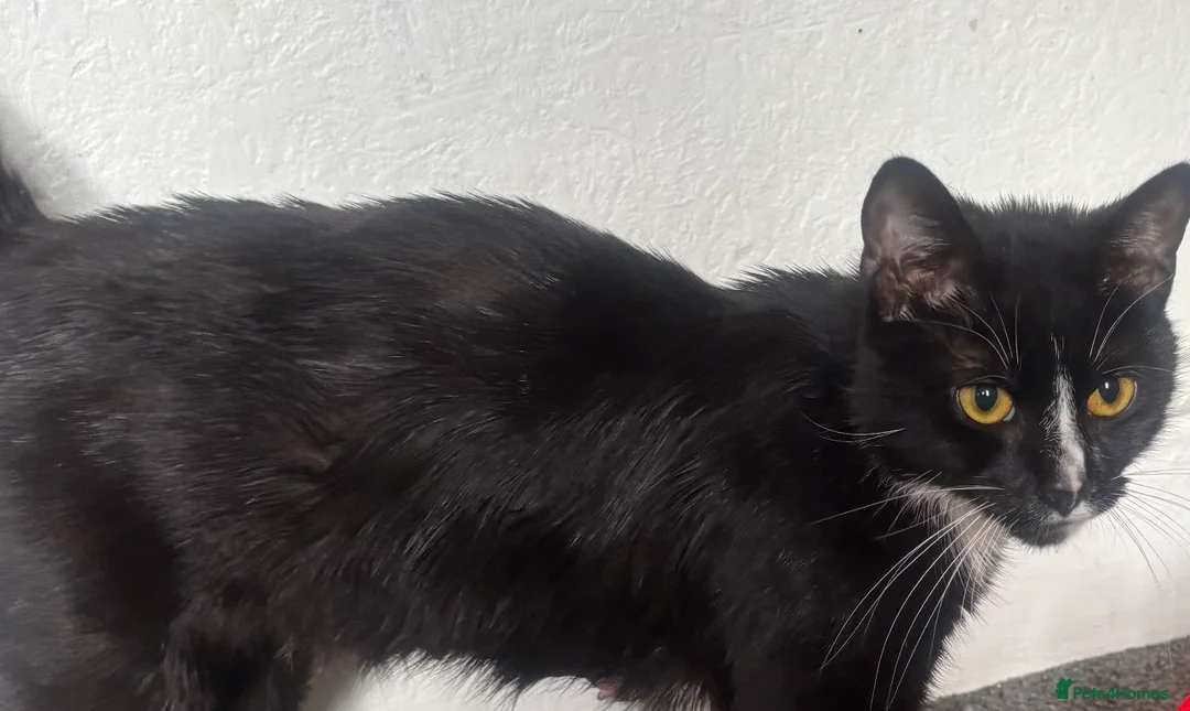 Mixed Breed cats for sale: 5 kittens and mother cat  in Hull - Advert 2