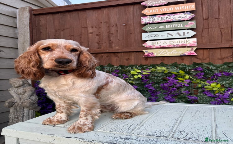 Cocker Spaniel dogs - Advert 2
