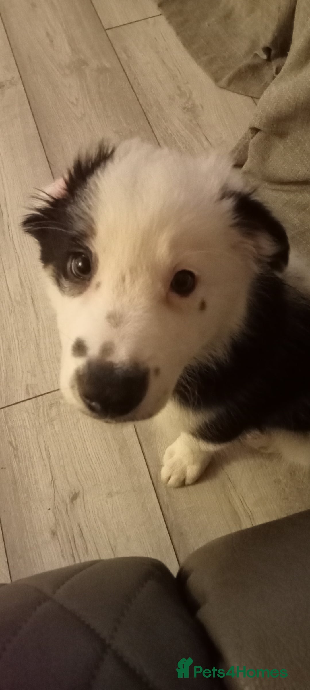 Border Collie dogs for sale: 1 x X male border collie pup left for sale - Advert 18
