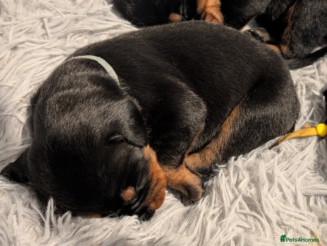 Dobermann dogs for sale: Doberman puppies  - Image 10