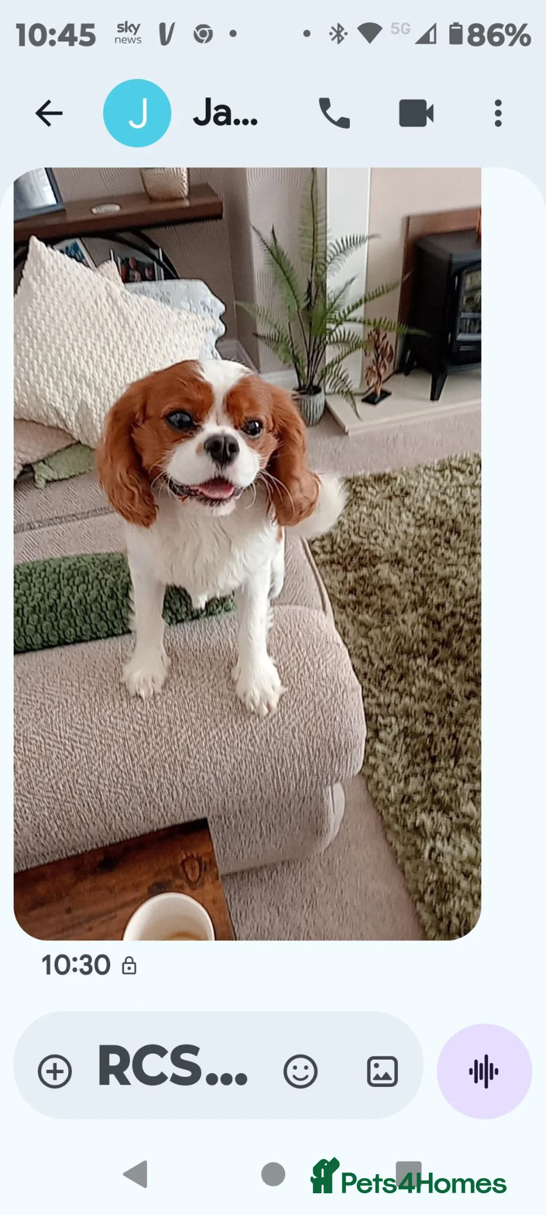 Mixed Breed dogs for sale: Cavalier King Charles/Cockapoo - Advert 2