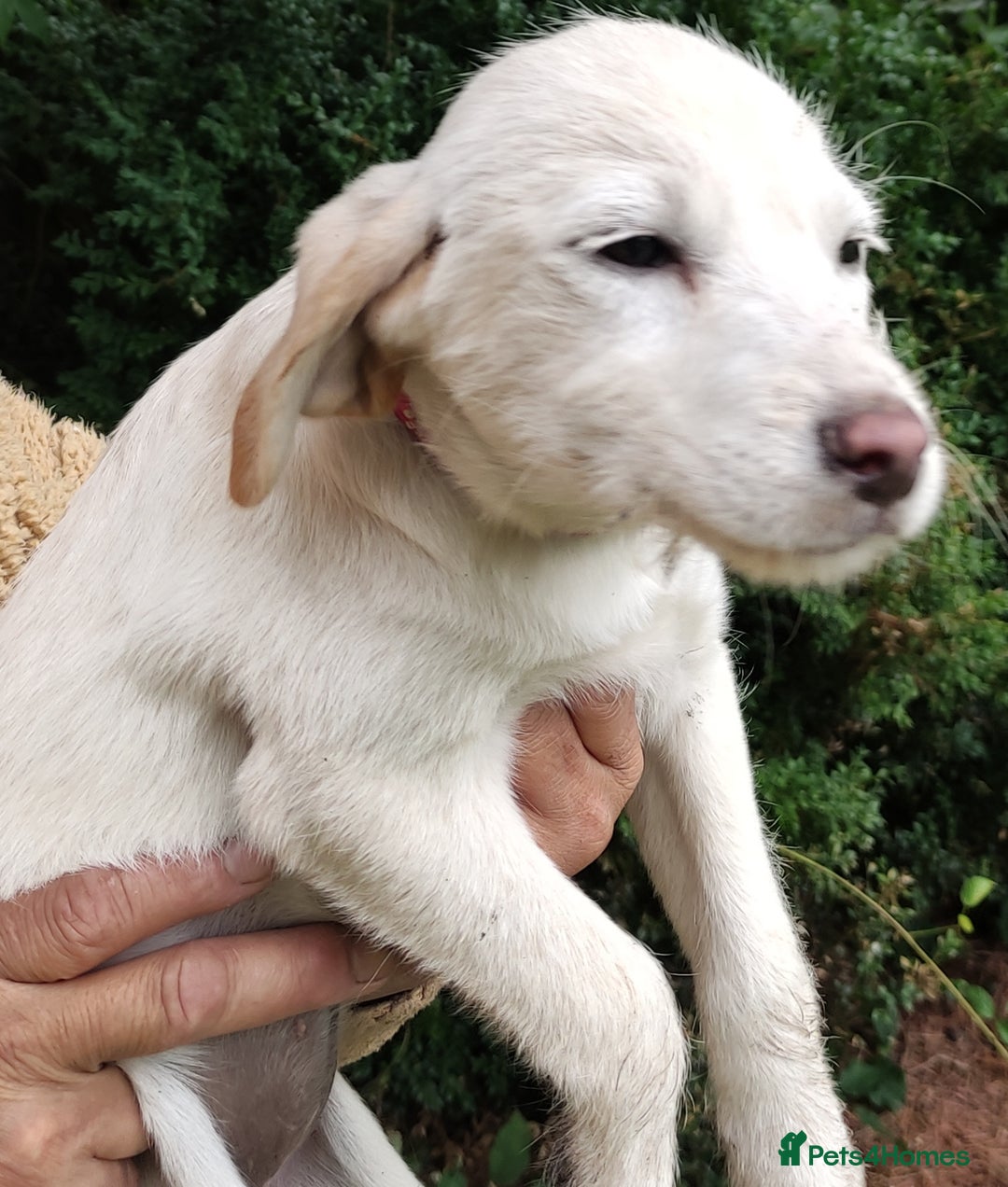 Labradoodle dogs for sale: Labradoodle / Fox Red Labrador X Puppies - Image 16