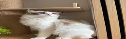 Ragdoll cats for sale: Loving Ragdoll Girl Needs a New Home 🩷 - Advert 5