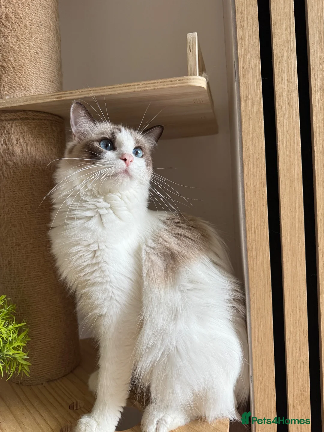 Ragdoll cats for sale: Loving Ragdoll Girl Needs a New Home 🩷 - Advert 5