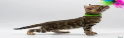 Bengal cats for sale: TICA Registered Brown & Snow Lynx Bengal Kittens - Advert 16