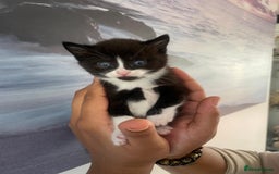 Persian cats for sale: Two Female Mixed Pedigree kittens  - Image 4