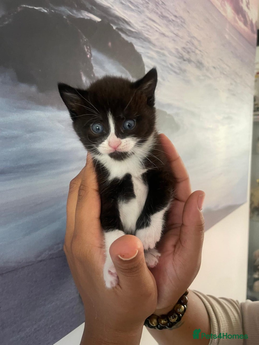 Persian cats for sale: Two Female Mixed Pedigree kittens  - Image 4