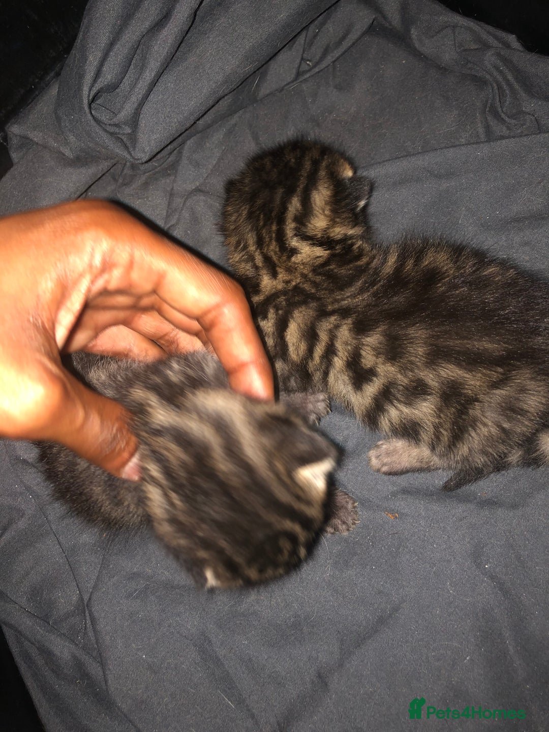 Bengal cats for sale: Bengal Persian kittens  - Image 3