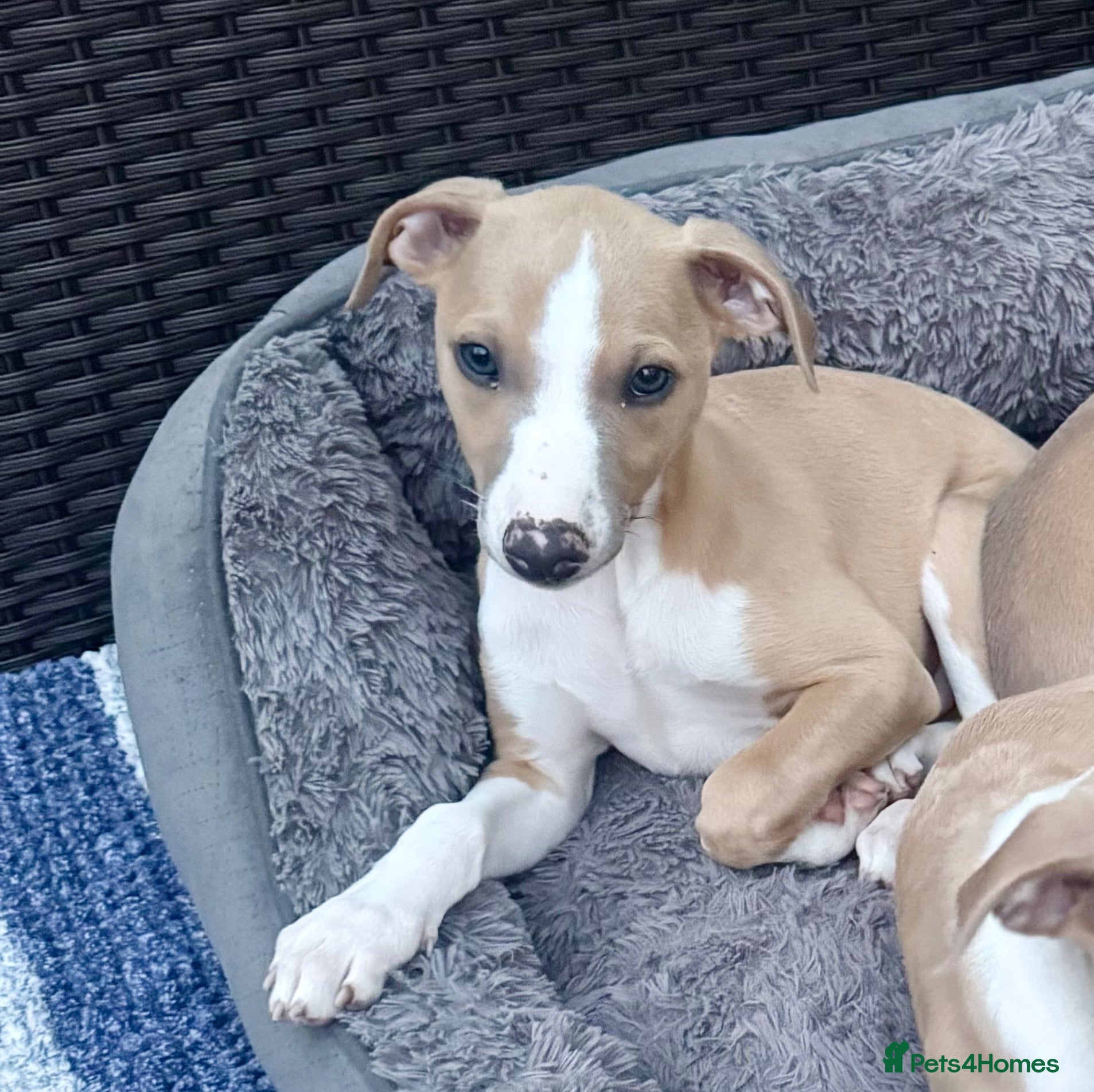 Whippet dogs Beautiful whippet babies! - Advert 2