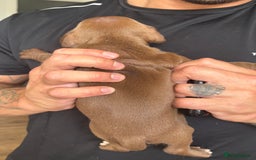 American Bull Staffy dogs for sale: 8 beautiful Amstaff puppies - Image 9