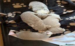 Chihuahua dogs for sale: Lilac puppies  - Image 7