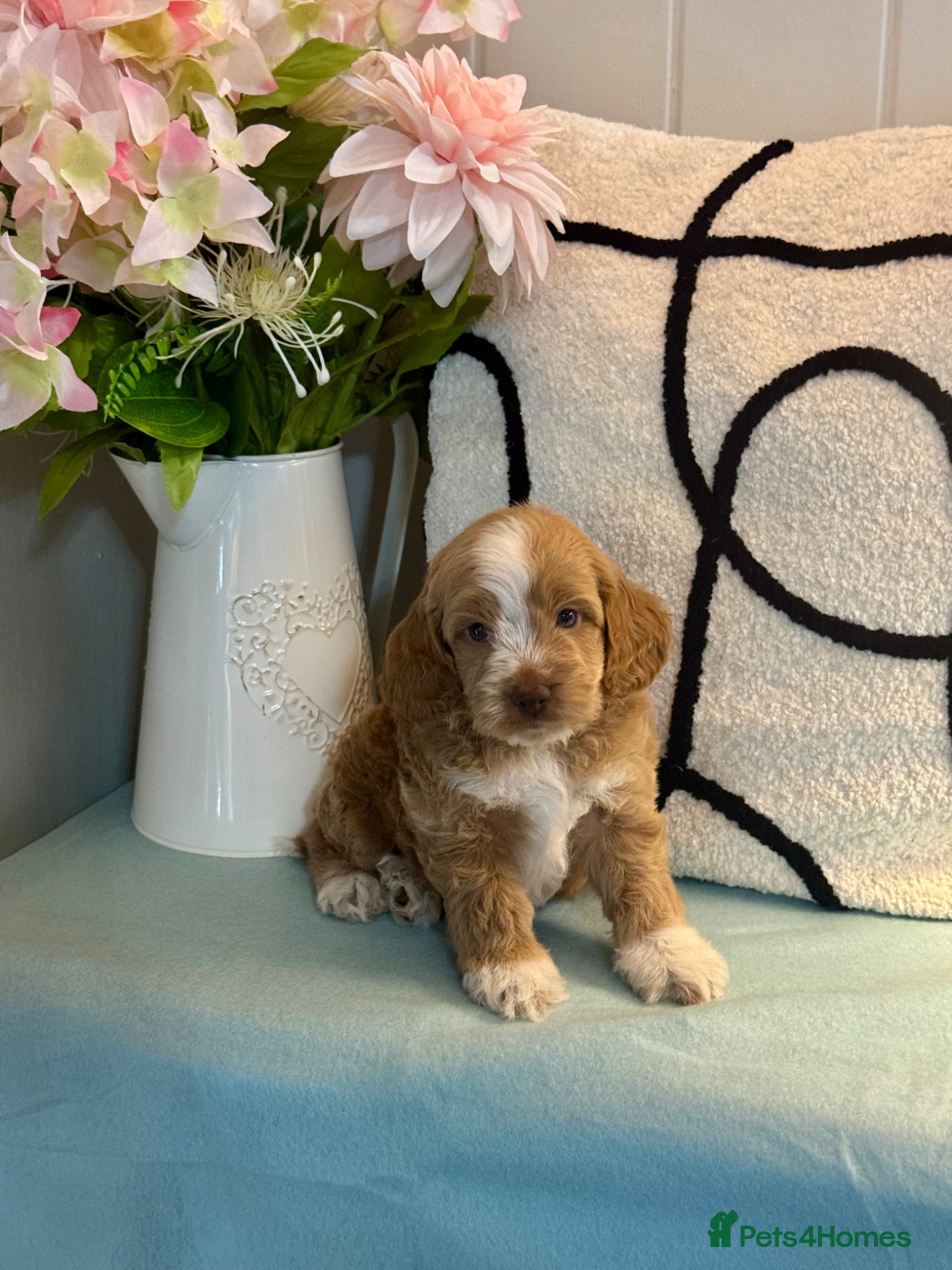 Cockapoo dogs 7 gorgeous f1 apricot Cockerpoos  - Advert 1